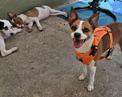 Honey - Rat Terrier/Jack Russell Terrier Mix Female Dog for Adoption