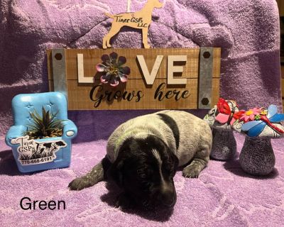 2 Male and 1 Female German Shorthaired Pointer Puppies for Sale