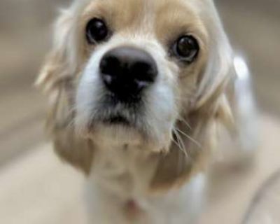 Helena (Helly) - American Cocker Spaniel Female Dog for Adoption