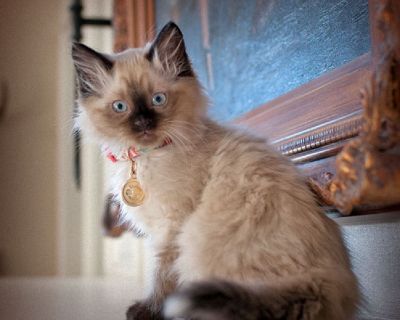 Gorgeous Ragdoll Kittens for Sale!