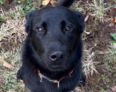 Midnight - Mixed Breed Female Dog for Adoption