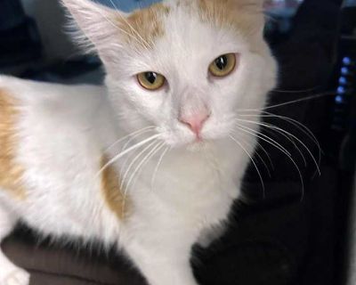 Sloan - Domestic Longhair Male Kitten for Adoption