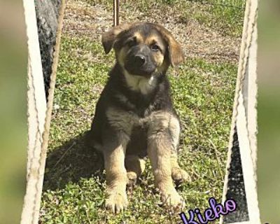 cachorros boxer plott hound mix