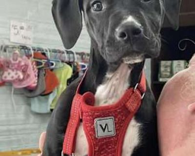 Goose - Labrador Retriever Female Puppy for Adoption