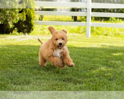 Theo - Goldendoodle (Miniature) Male Puppy for Sale