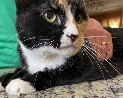 Sunset (with June) - Domestic Short Hair Female Cat for Adoption