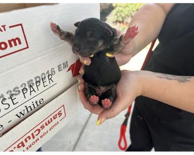 A623833 - Belgian Malinois Male Puppy for Adoption