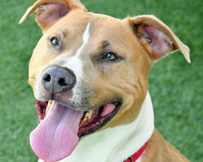 Columbo - Pit Bull Terrier Mix Male Dog for Adoption