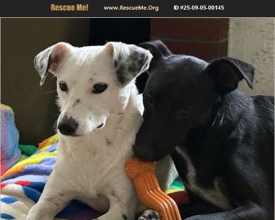 Shadow (black) and Amber (white) are brother and sister both availabile for adoption either separately or together. They are cattle dog/chi mixes weighing 20-25 pounds each. They are true to their heeler breed and will run circles around other dogs. Shadow is a bit shy, but quickly warms up and loves attention. Both are housebroken and crate trained. Neither is very good on leash, but love to b...