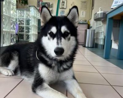 Atlas - Siberian Husky Male Dog for Adoption