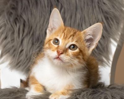 Hilda - Domestic Short Hair Mix Female Cat for Adoption