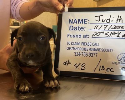 Health Vaccinations up to date.. Puppy Female Small Black