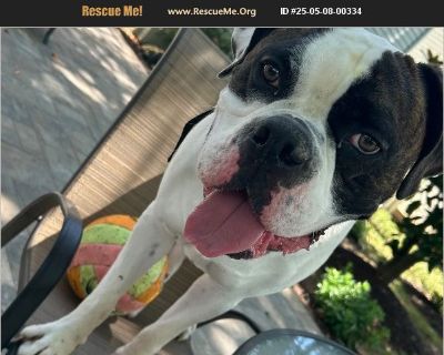 Bernie - Male Puppy American Bulldog for Adoption