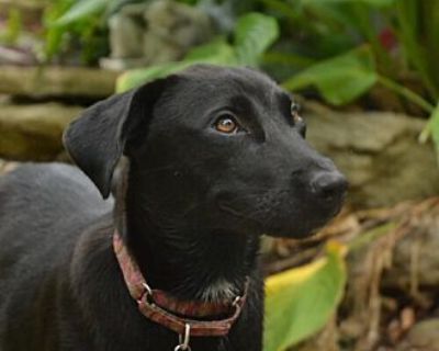 John Pawsquad - Labrador Retriever Male Puppy for Adoption