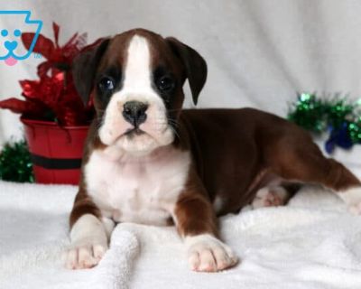 DOB:10-01-2025 (6 weeks old). Available:11-26-2025. This sweet, social Boxer who loves nothing more than being part of the family fun is Stewie. He has a playful energy that makes him a natural companion for kids. Stewie is AKC registered, vet checked, vaccinated, wormed, plus the breeder provides a 1 year genetic health guarantee. His parents are Destiny & Jack. With his charming personality a...