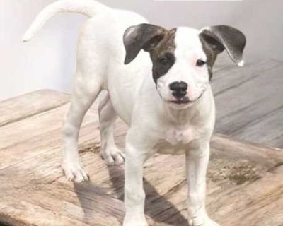 Oberon - Terrier (Unknown Type, Medium)/Boxer Mix Male Dog for Adoption
