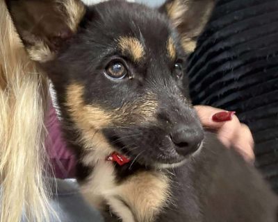 Aurora - Siberian Husky & Australian Cattle Dog / Blue Heeler Mix Female Puppy for Adoption