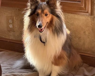 To make the adoption process faster and easier, please visit www.almosthomeohio.org and complete our online application! Some dogs come to us with mysterious pasts, but their current behaviors give us a glimpse. For Rowan, those clues suggest his earlier days might not have been easy. The phrase used most often for him is "afraid but not aggressive." Rowan is wary of kids, other dogs and strang...