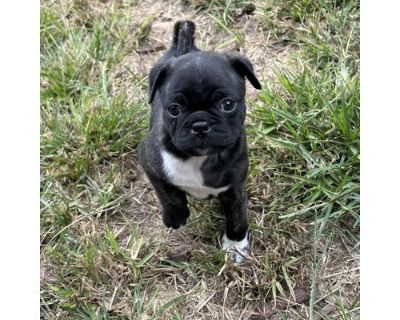 Blanche - Pug/Mixed Breed (Medium) Mix Female Puppy for Adoption