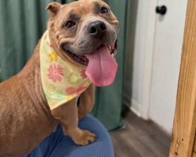 Peggy Hill - Pit Bull Terrier & American Staffordshire Terrier Mix Female Dog for Adoption