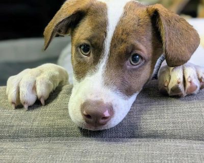 Riptide! Fostered in Delaware, On Approx 3.5 months old Vaccinated & Neutered Adoption Fee: $700 This little guy is a wave of puppy energy and joy! Fearless and full of life, Riptide dives right into playtime even with dogs twice his size. He s got a hilarious Chewbacca-like voice when he s having fun, and his silly sound effects are sure to make you smile After all that excitement, Riptide tur...