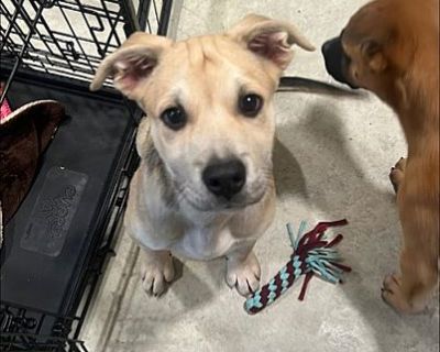 Shark Boy - Terrier (Unknown Type, Medium) Male Puppy for Adoption