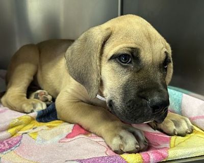 Ar-5 \/ Hobbit* - Mastiff Male Puppy for Adoption