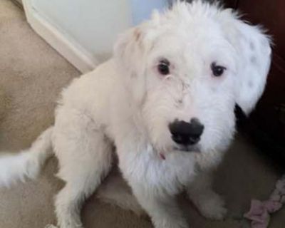 Tofu - Old English Sheepdog/Terrier (Unknown Type, Medium) Mix Male Dog for Adoption