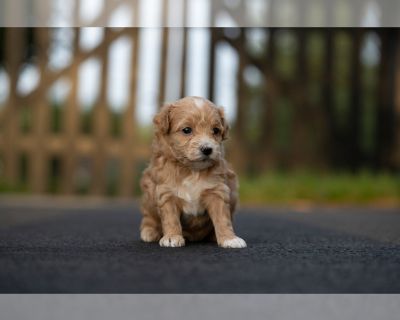 Lacey - Bichpoo-Maltipoo Mix Female Puppy for Sale