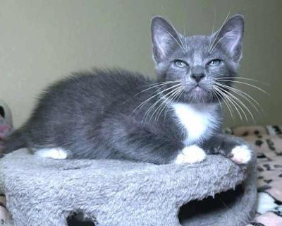 Sterling - Domestic Shorthair Male Kitten for Adoption
