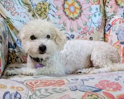 Buzz - Poodle (Miniature) Male Dog for Adoption