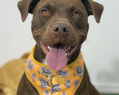 Roxy - Chocolate Labrador Retriever Mix Female Dog for Adoption