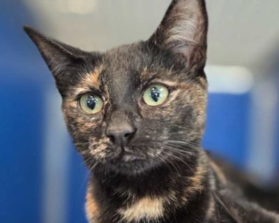 Child. Black (mostly). Hair: short. Microchipped. Adoption process DOGS: $100.00 Includes: Spay/Neuter, microchip, all deworming to be parasite free, heartworm testing, heartworm preventative, flea and tick preventative, DA2PPV vaccination, Bordatella vaccination, nail trim/ear cleanings, as well as a FREE health exam and rabies vaccine at participating vet clinics. CATS: $50.00 Includes: Spay/...