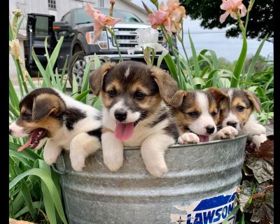 Pembroke Welsh Corgi Dogs For Sale Or Adoption Classifieds In Coatesville Pennsylvania Claz Org