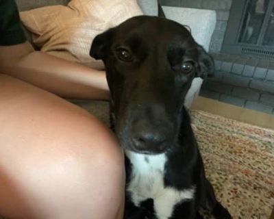 Tux - German Shepherd Dog/Border Collie Mix Male Dog for Adoption