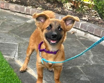 Otto - Havanese & Papillon Mix Male Dog for Adoption