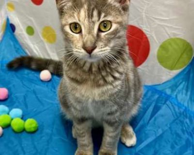 Lacey - Tabby Female Cat for Adoption