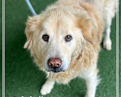 Molly - Golden Retriever Female Dog for Adoption