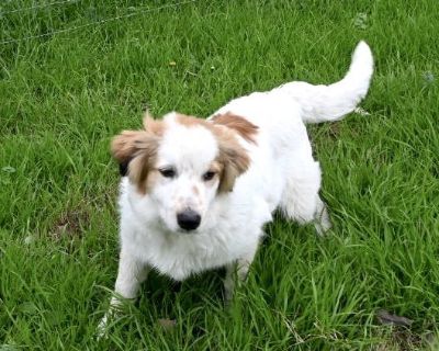 Great pyrenees best sale brittany spaniel mix