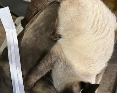 Christian - Siamese & Domestic Short Hair Mix Female Cat for Adoption