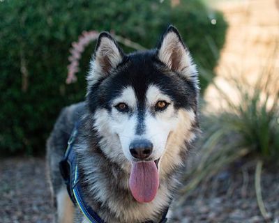 Hopper - Siberian Husky Male Dog for Adoption