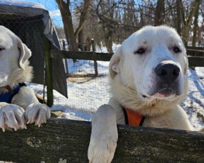 Mayhem - Great Pyrenees Male Dog for Adoption