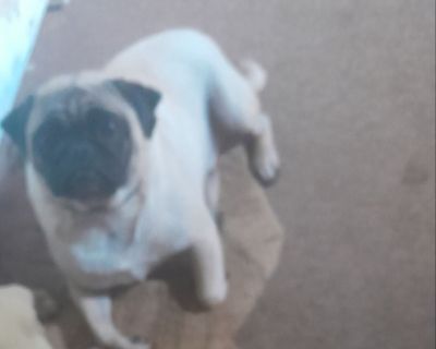Male pug