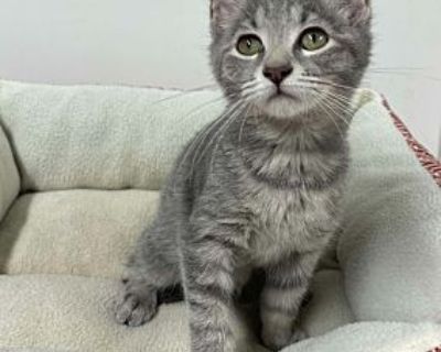 Luke - Domestic Shorthair Male Cat for Adoption