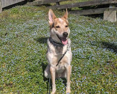 Legend - Australian Cattle Dog/German Shepherd Dog Mix Male Dog for Adoption