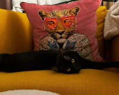 Habanero - Domestic Shorthair Female Cat for Adoption