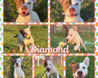 Diamond - American Pit Bull Terrier Female Dog for Adoption