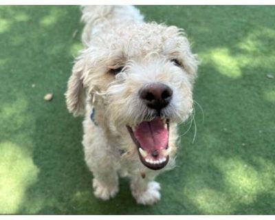 Codsworth - Poodle (Miniature)/Schnauzer (Miniature) Mix Male Dog for Adoption