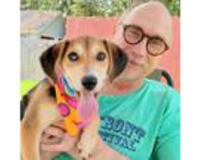 Adopt Daisy Jones/Update!--MUST APPLY AT BARKBARKWAG.ORG a Beagle, Shepherd