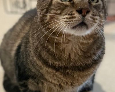 Sonny is a five year old tabby with a gentle heart and an inspiring story of resilience. He came to us from Saving Sage in Miami, Florida, after being left outside to fend for himself when his owner moved away. Sonny is FIV+, but he is healthy, happy, and can live a normal, full life with good care. He isn't a fan of dogs but gets along just fine with other cats. Sonny is incredibly sweet and w...